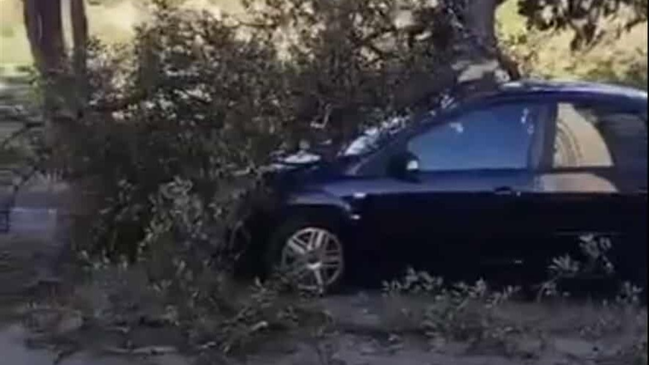 Na Šubićevcu se odlomilo stablo i zaustavilo automobil