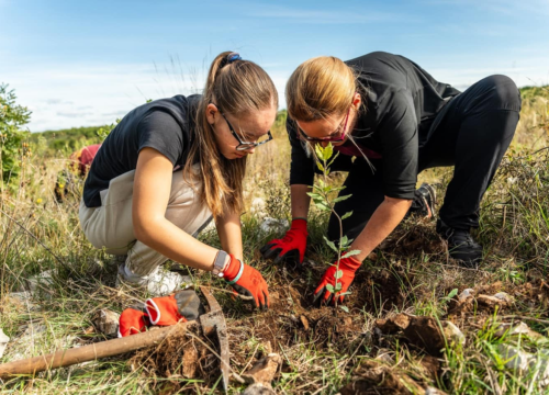Velika akcija pošumljavanja kod Šibenika: Stotine sadnica posađeno u Lozovcu