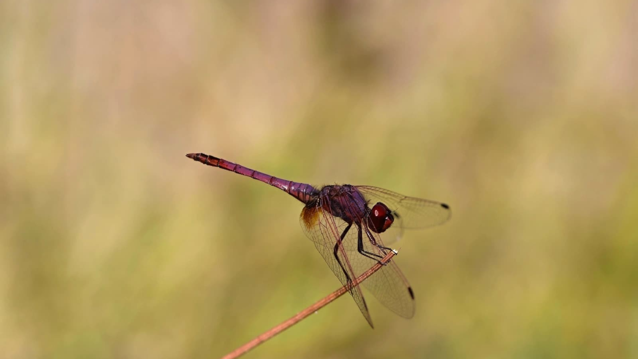 Nova otkrića u NP 'Krka': Mladi volonteri otkrili niz novih vrsta koje svjedoče o iznimnoj bioraznolikosti