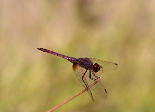 Nova otkrića u NP 'Krka': Mladi volonteri otkrili niz novih vrsta koje svjedoče o iznimnoj bioraznolikosti