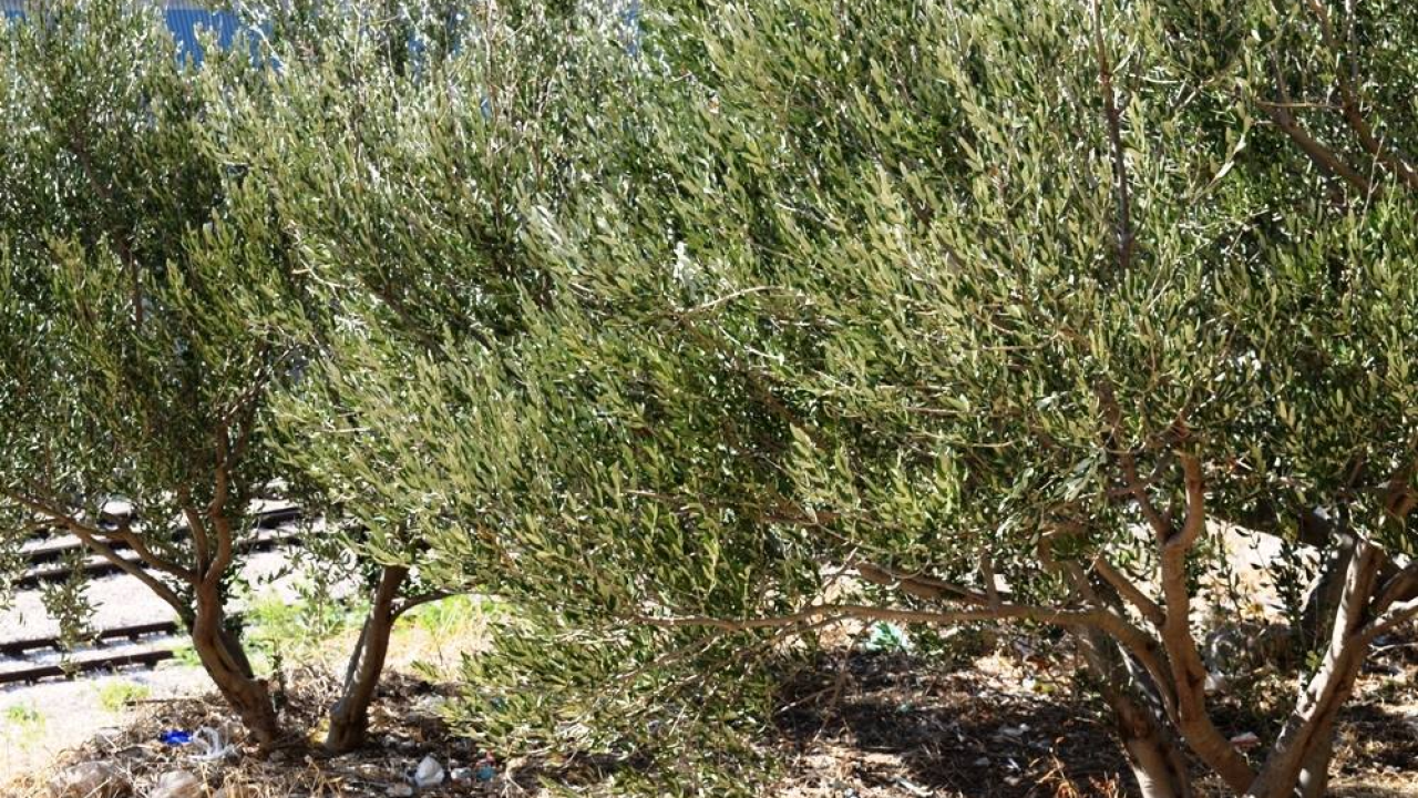 Berba na tuđi račun: U Grebaštici ukradene masline s više stabala