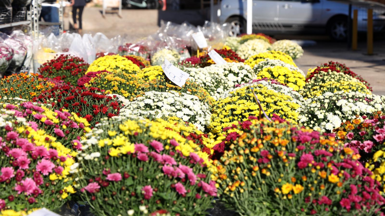 Šibenska pijaca u znaku krizantema. Cijene se kreću od 7 eura pa prema gore