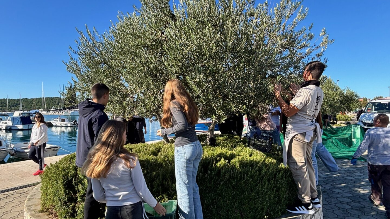 Tradicionalna akcija branja maslina u Pirovcu okupila sve naraštaje